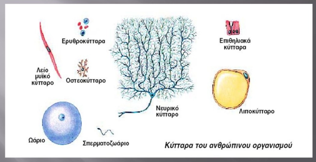 Εικόνα επιλογής