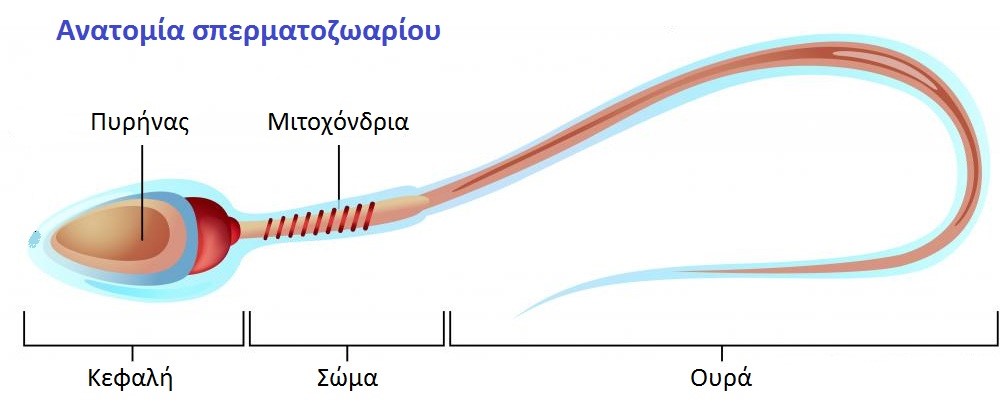 Εικόνα επιλογής