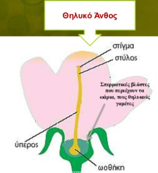 θηλυκό άνθος