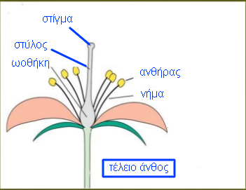 τέλειο άνθος