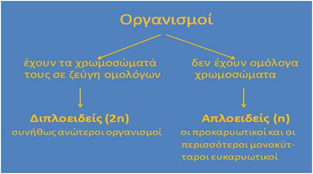διάκριση κυττάρων ανάλογα με αντίγραφα χρωμοσωμάτων