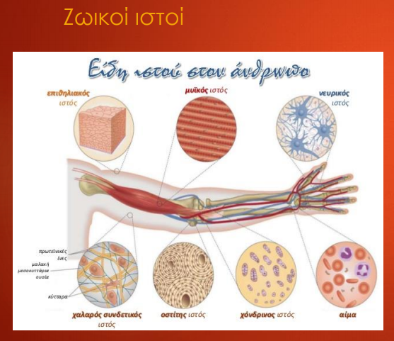 ζωικοί ιστοί