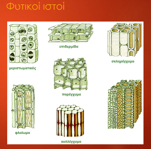 φυτικοί ιστοί