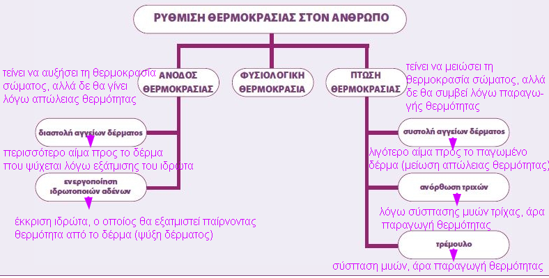 θερμορύθμιση