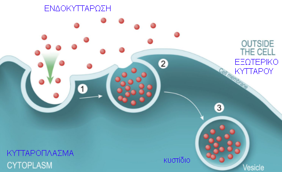 ενδοκυττάρωση